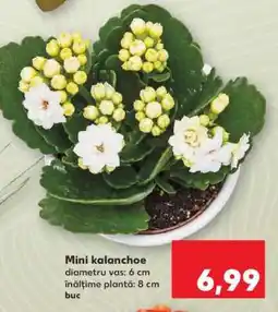 Kaufland Mini kalanchoe Ofertă