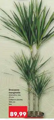 Kaufland Dracaena marginata Ofertă