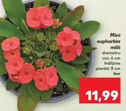 Kaufland Mini euphorbia milii Ofertă