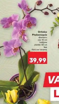 Kaufland Orhidee Phalaenopsis Ofertă