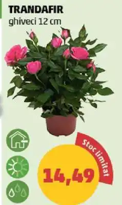 Penny TRANDAFIR Ofertă