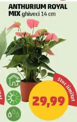 Penny ANTHURIUM ROYAL MIX Ofertă