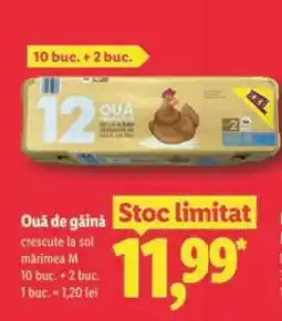 Lidl Ouă de găină Ofertă