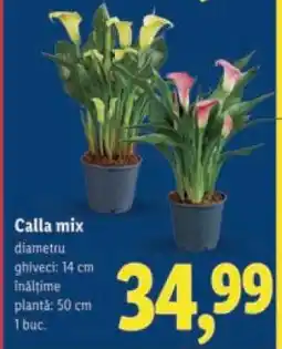 Lidl Calla Mix Ofertă