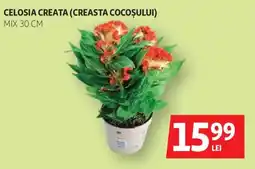 Auchan CELOSIA CREATA (CREASTA COCOȘULUI) Ofertă