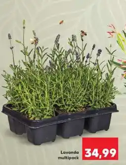 Kaufland LAVANDA Multipack Ofertă