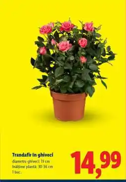 Lidl Trandafir în ghiveci Ofertă