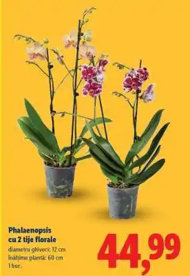 Lidl Phalaenopsis cu 2 tije florale Ofertă