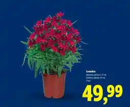 Lidl Leandru Ofertă
