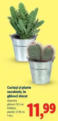 Lidl Cactuși și plante suculente, în ghiveci zincat Ofertă