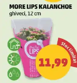 Penny MORE LIPS KALANCHOE Ofertă