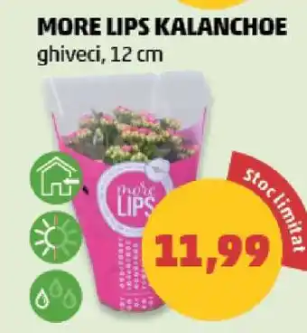 Penny MORE LIPS KALANCHOE Ofertă
