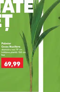 Kaufland Palmier Cocos Nucifera Ofertă