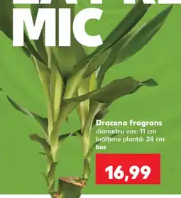 Kaufland Dracena fragrans Ofertă