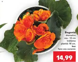 Kaufland Begonia Ofertă