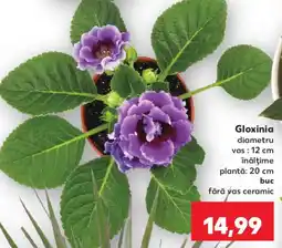 Kaufland Gloxinia Ofertă