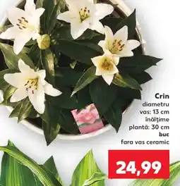 Kaufland Crin Ofertă