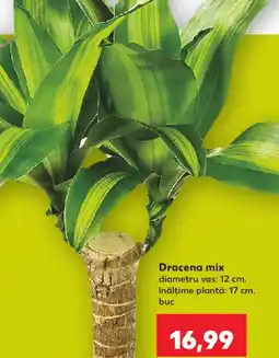 Kaufland Dracena mix Ofertă