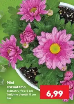 Kaufland Mini crizantema Ofertă