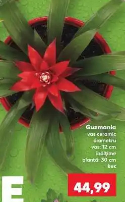 Kaufland Guzmania Ofertă