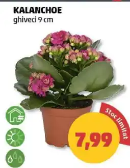 Penny Kalanchoe Ofertă