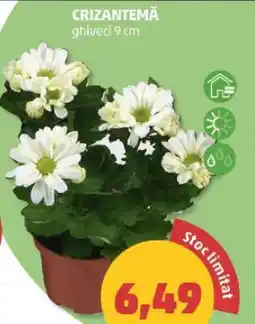 Penny Crizantema Ofertă