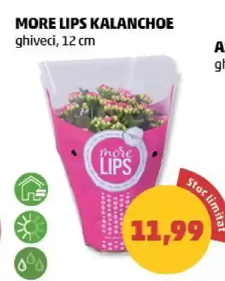 Penny MORE LIPS KALANCHOE Ofertă