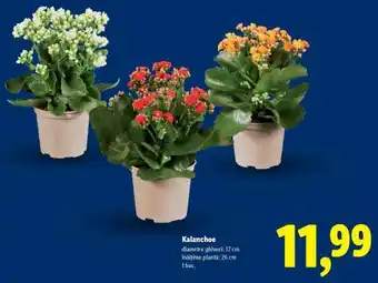 Lidl Kalanchoe Ofertă