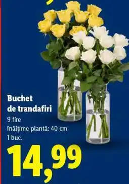 Lidl Buchet de trandafiri Ofertă