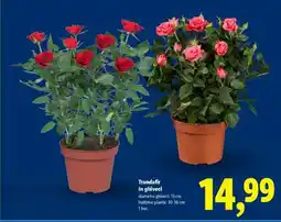 Lidl Trandafir în ghiveci Ofertă