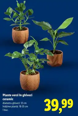 Lidl Plante verzi în ghiveci ceramic Ofertă