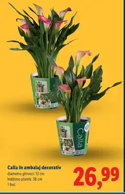 Lidl Calla în ambalaj decorativ Ofertă