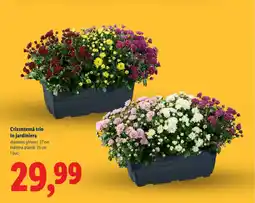 Lidl Crizantemă trio în jardiniera Ofertă