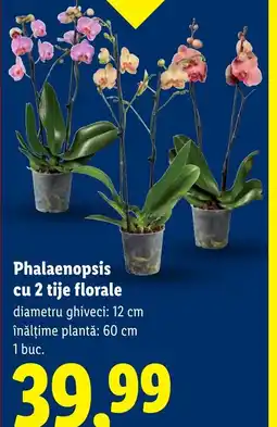 Lidl Phalaenopsis cu 2 tije florale Ofertă