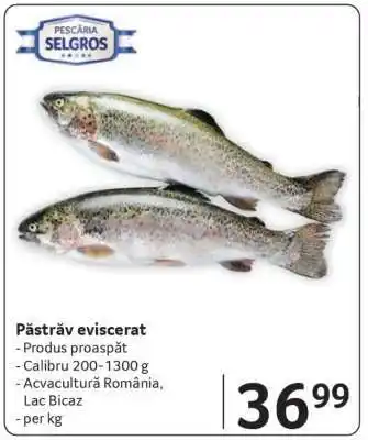 Selgros Păstrăv eviscerat Ofertă