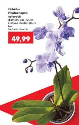 Kaufland Orhidee Phalaenopsis colorata Ofertă