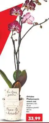 Kaufland Orhidee Phalaenopsis Ofertă