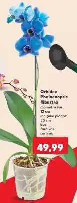 Kaufland Orhidee Phalaenopsis albastră Ofertă