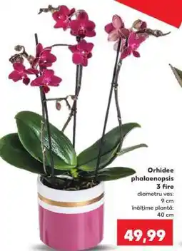 Kaufland Orhidee phalaenopsis 3 fire Ofertă