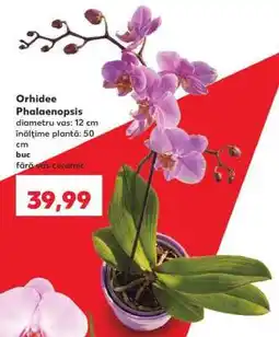 Kaufland Orhidee Phalaenopsis Ofertă