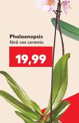Kaufland Phalaenopsis Ofertă