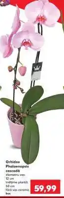Kaufland Orhidee Phalaenopsis cascada Ofertă
