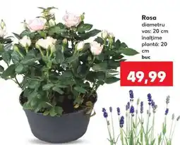 Kaufland Rosa Ofertă