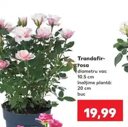 Kaufland Trandafir-rosa Ofertă