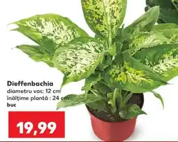 Kaufland DIEFFENBACHIA Ofertă