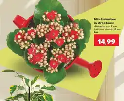 Kaufland Mini kalanchoe în stropitoare Ofertă