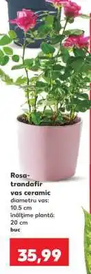 Kaufland Rosa - trandafir Ofertă