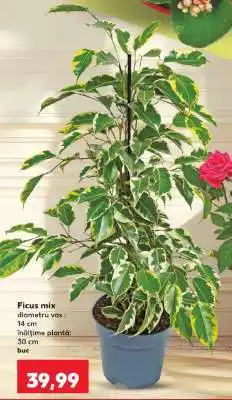 Kaufland Ficus mix Ofertă
