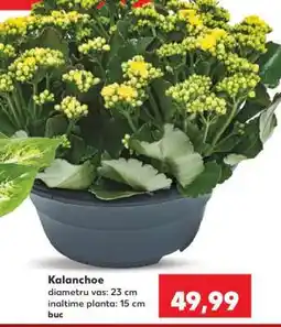 Kaufland Kalanchoe Ofertă