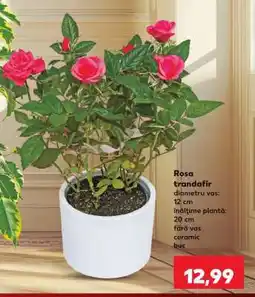 Kaufland Rosa - trandafir Ofertă